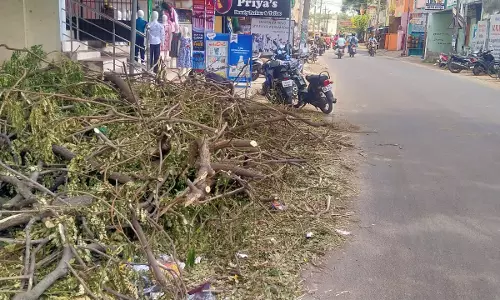 மரக்கிளைகளால் இடையூறு