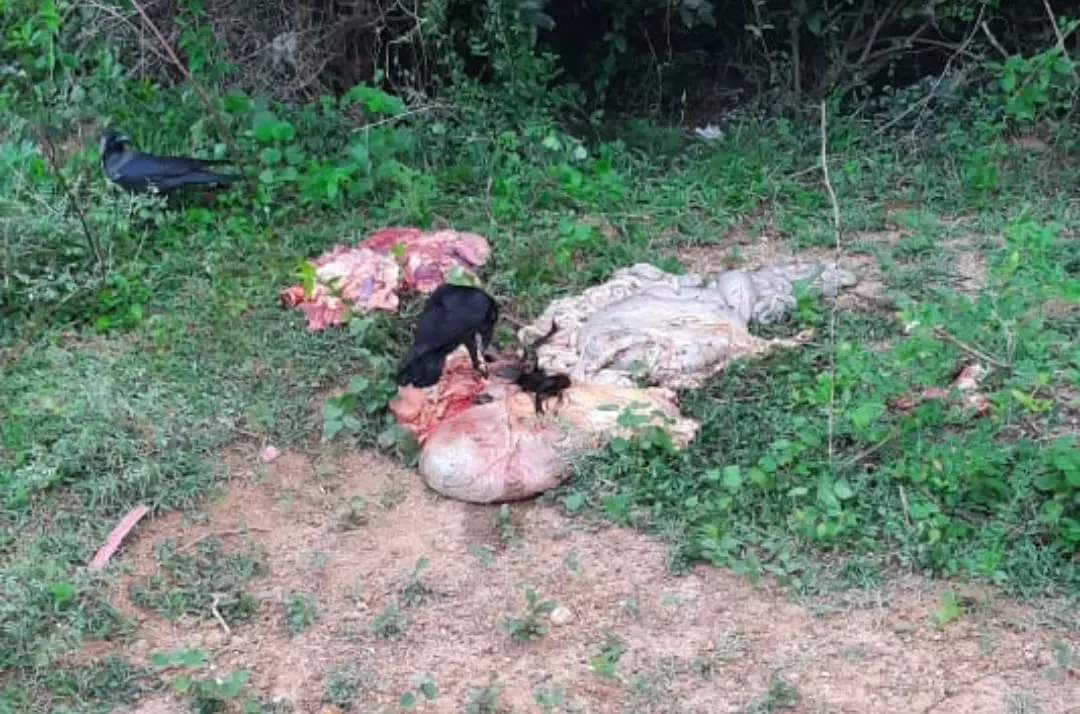 மாமிச கழிவுகளால் துர்நாற்றம்