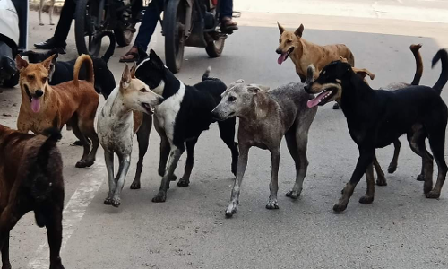 நாய்கள் தொல்லை நாய்கள் தொல்லை