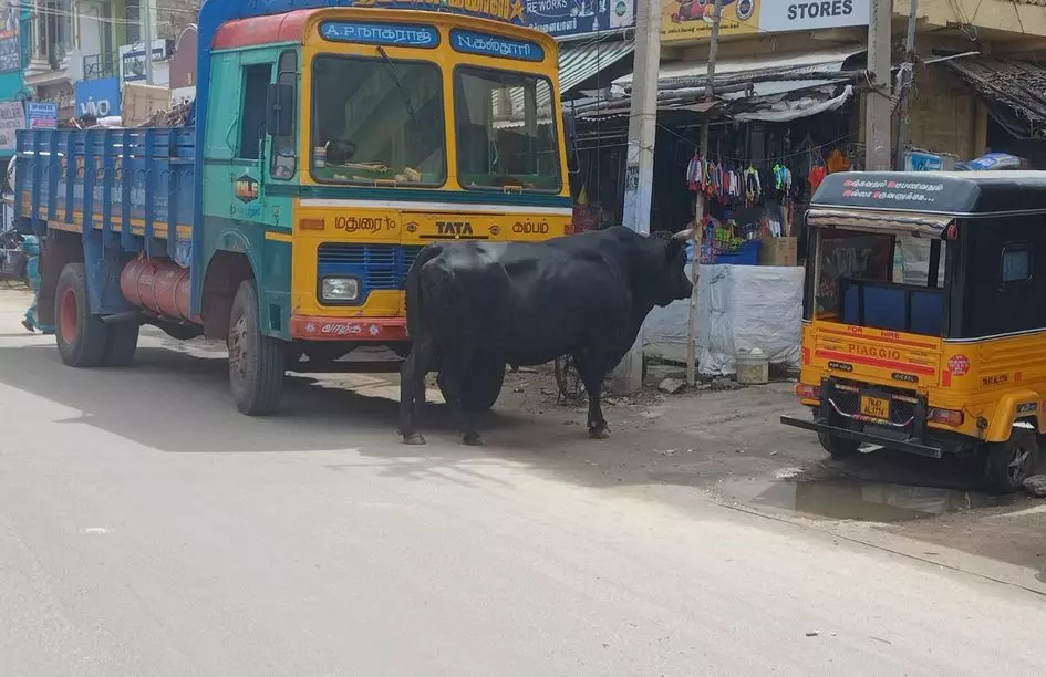 சாலையில் சுற்றித்திரியும் மாடுகள் சாலையில் சுற்றித்திரியும் மாடுகள்
