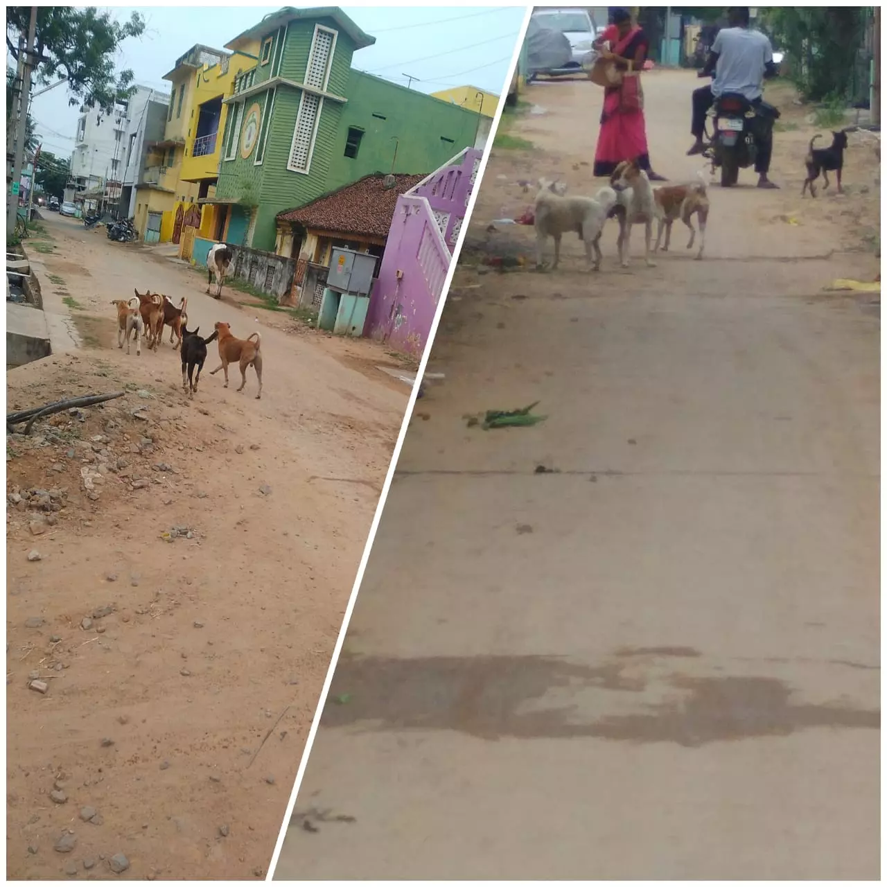 பொதுமக்களை அச்சுறுத்தும் தெரு நாய்கள் பொதுமக்களை அச்சுறுத்தும் தெரு நாய்கள்