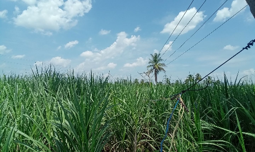 தாழ்வாக செல்லும் மின்கம்பிகளால் ஆபத்து