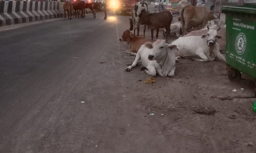 சாலையை ஆக்கிரமிக்கும் கால்நடைகள்