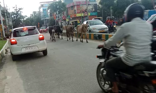 சாலையில் சுற்றித்திரியும் மாடுகள்