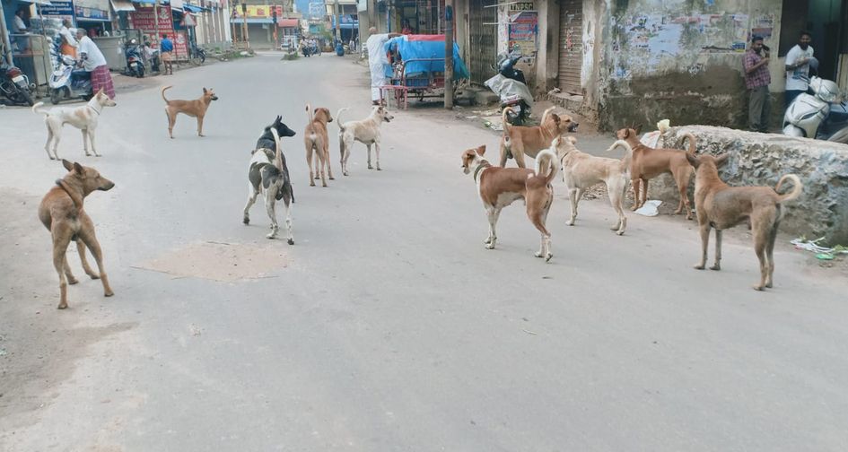 தெருநாய்கள் தொல்லை தெருநாய்கள் தொல்லை