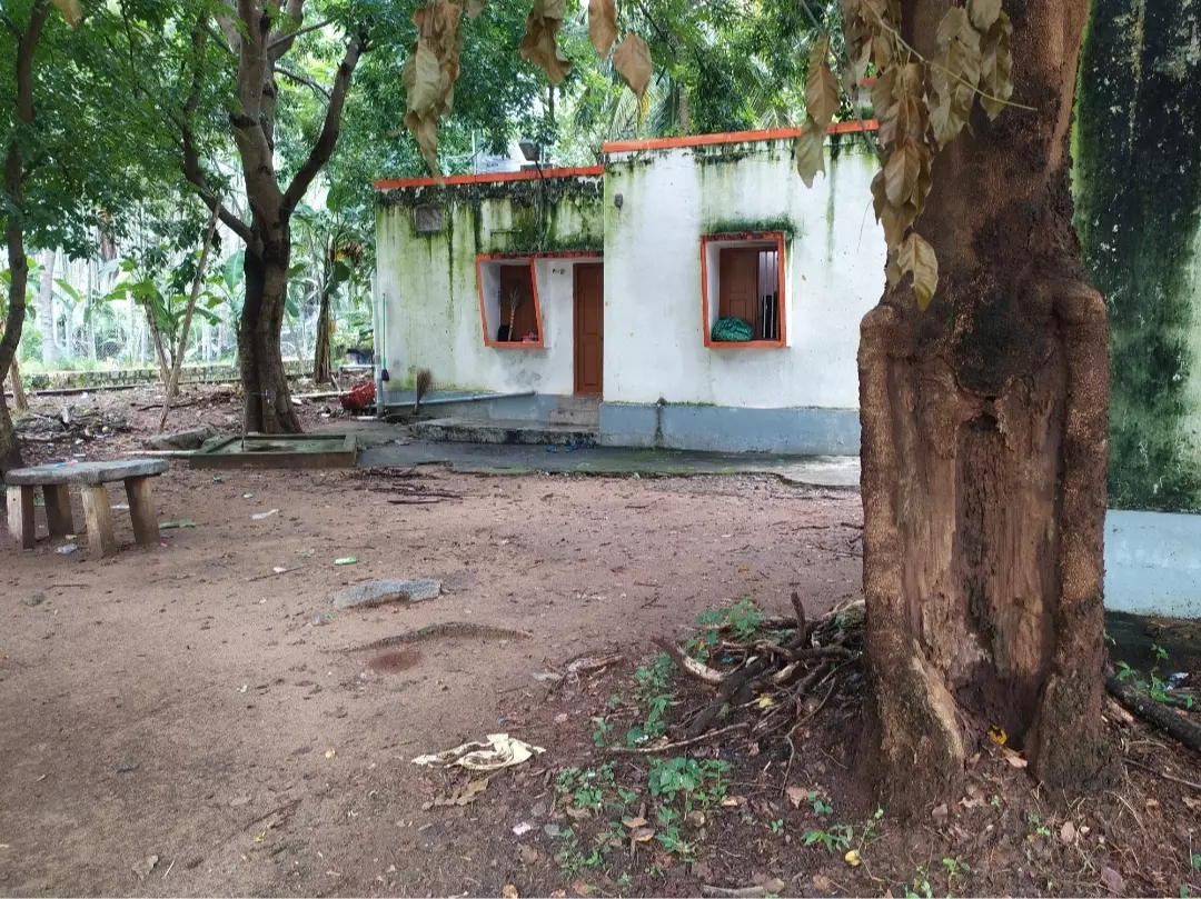 ஆபத்தான மரம் ஆபத்தான மரம்