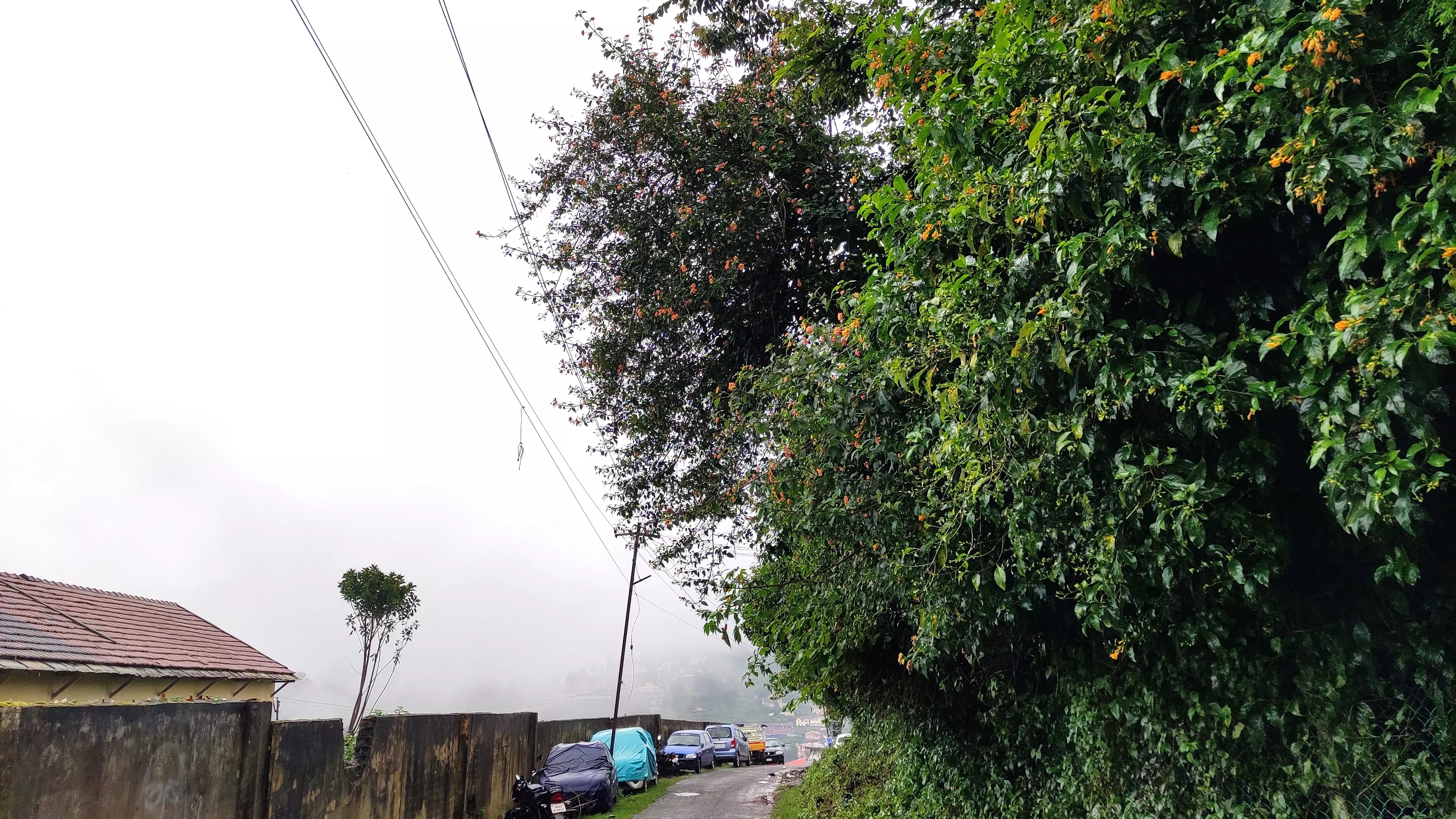 மின்கம்பிகள் மேல் படர்ந்த செடிகள்