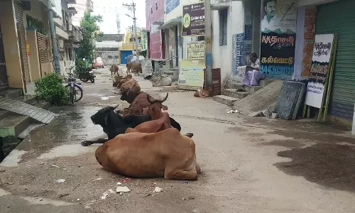 நடுரோட்டில் படுத்திருக்கும் மாடுகளால் விபத்து நடுரோட்டில் படுத்திருக்கும் மாடுகளால் விபத்து