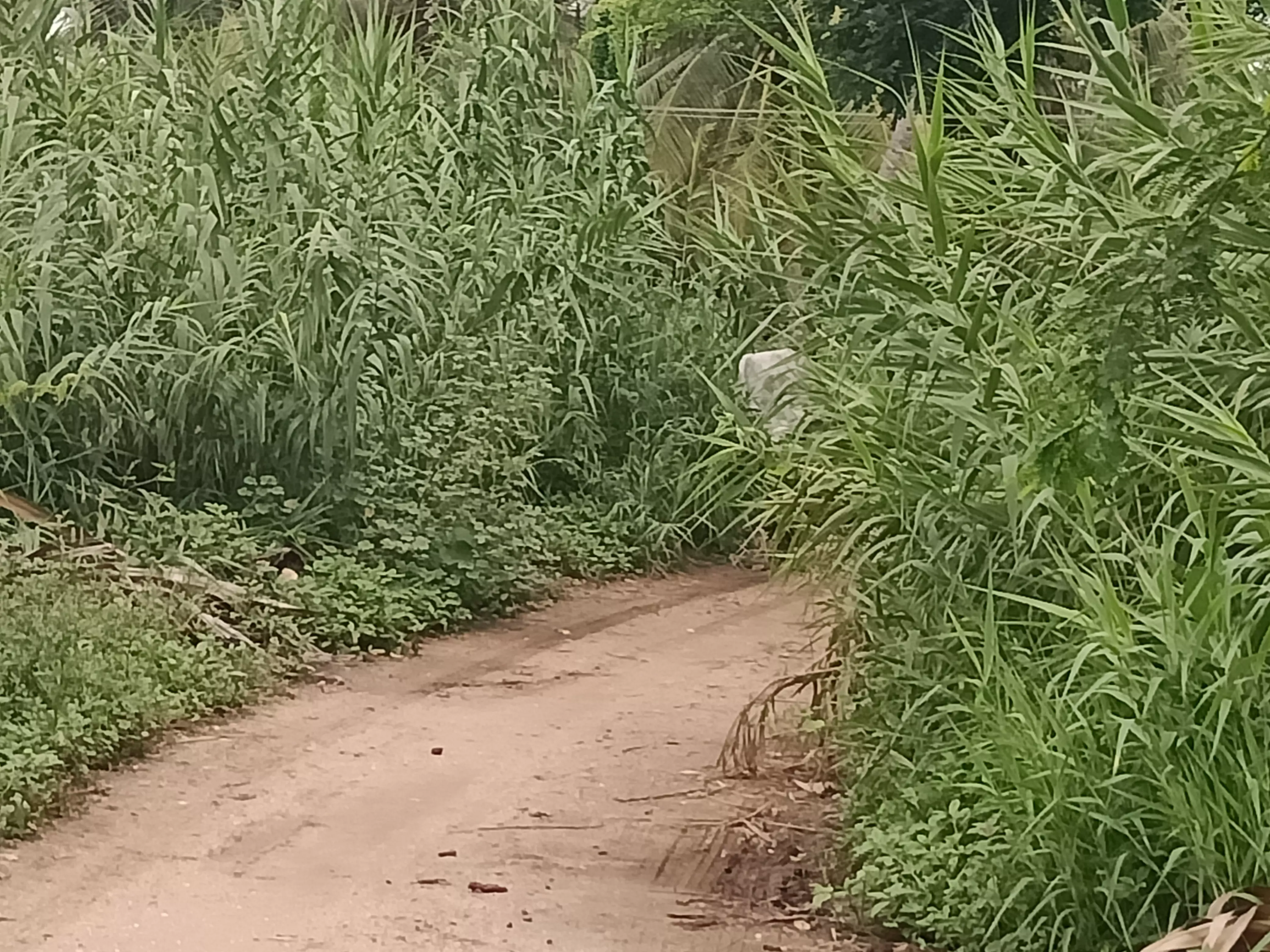 சாலையை ஆக்கிரமித்த செடி-கொடிகள்