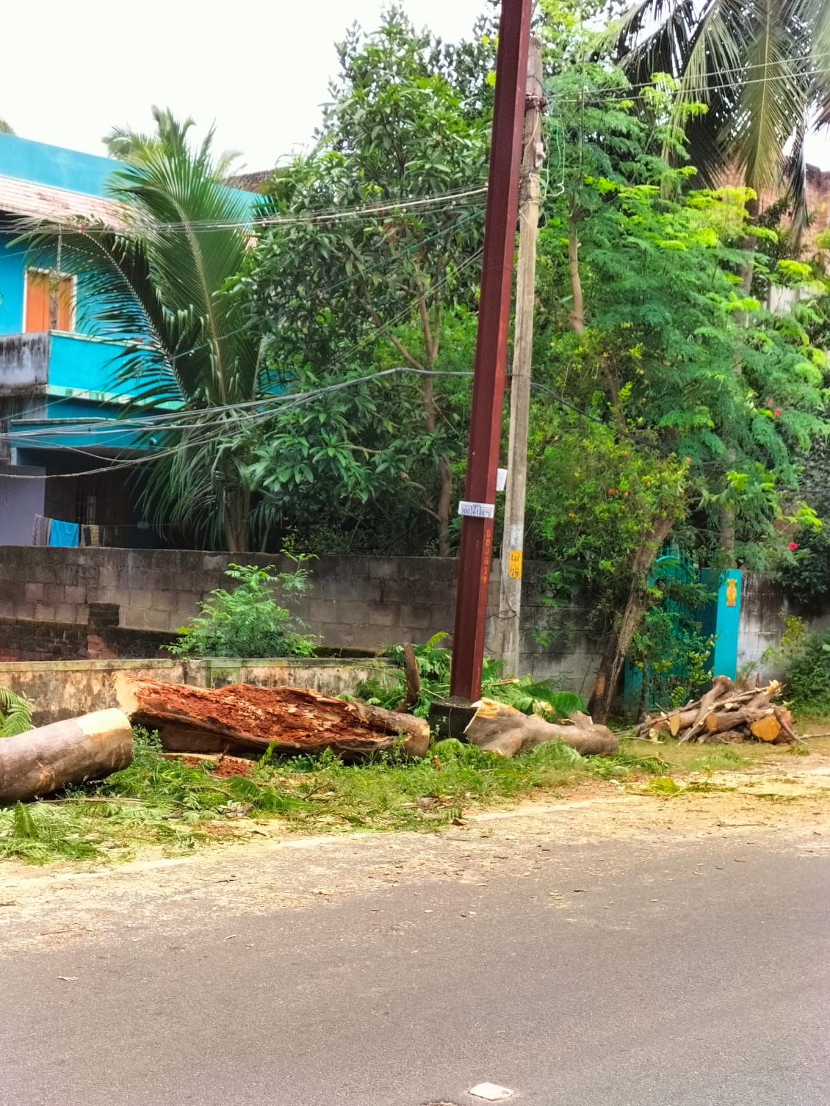 மரம்வெட்டி அகற்றப்பட்டது
