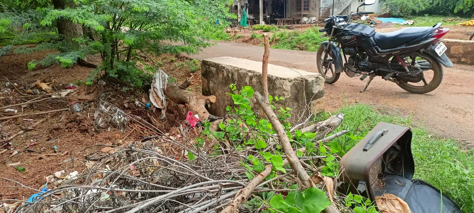 வரத்து வாரியில் விழுந்த மரம் வரத்து வாரியில் விழுந்த மரம்