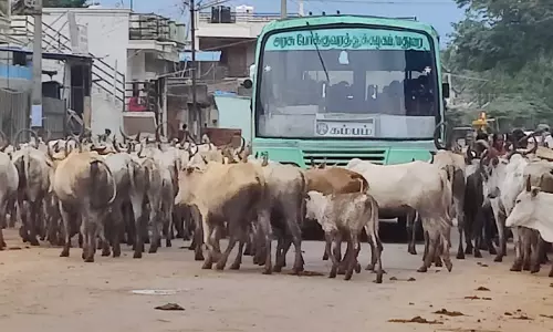 மாடுகளால் போக்குவரத்துக்கு இடையூறு