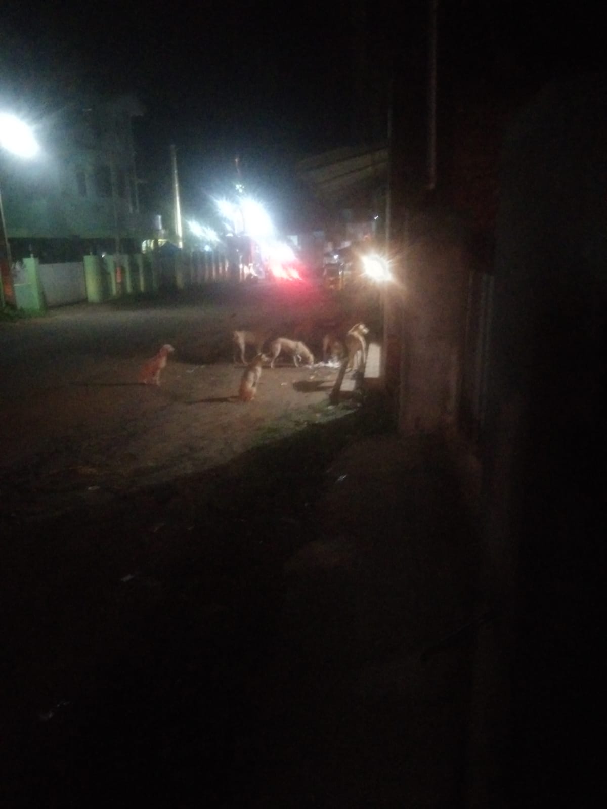 தெருநாய்கள் தொல்லை