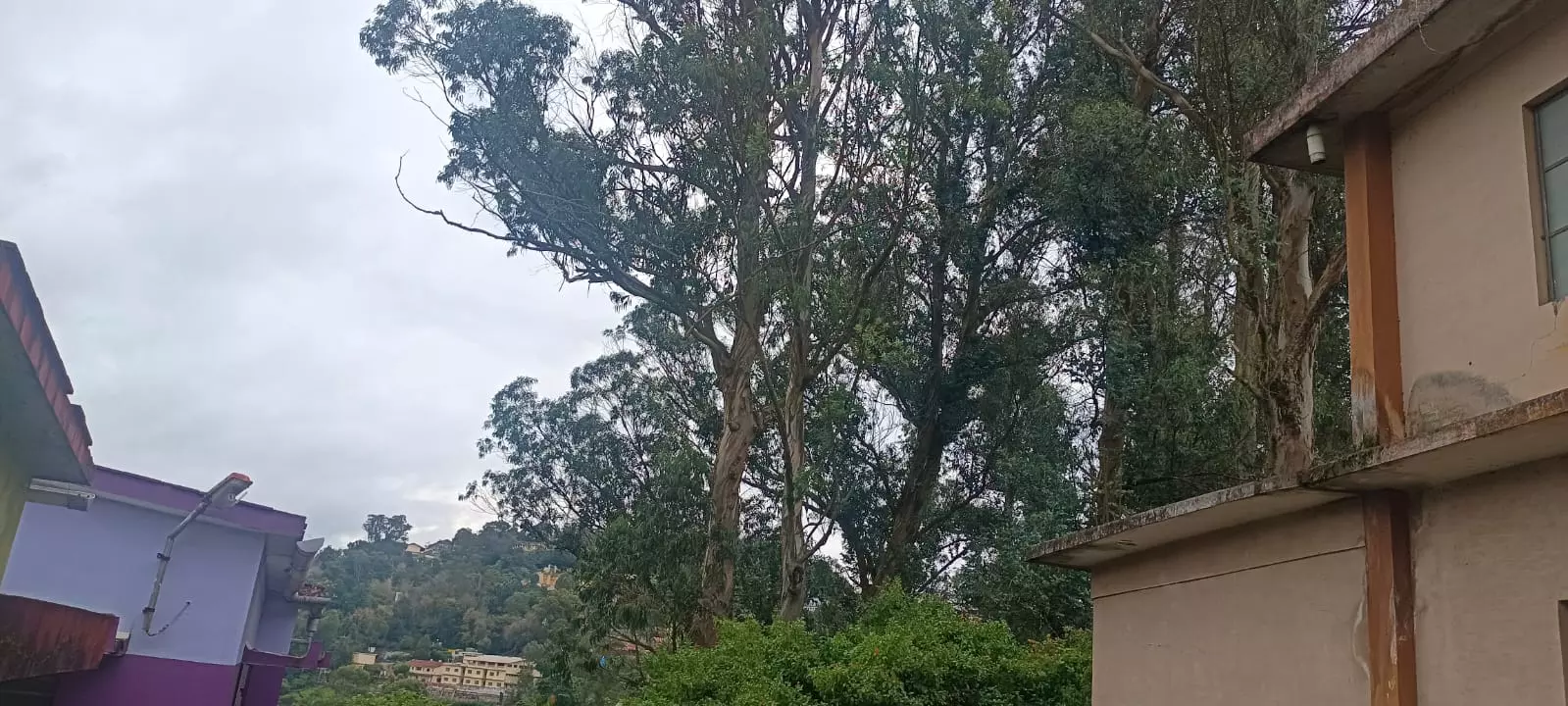 அபாயகரமான மரம் அகற்றப்படுமா?