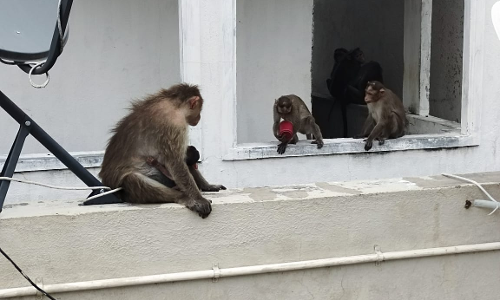 குரங்குகள் அட்டகாசம் குரங்குகள் அட்டகாசம்