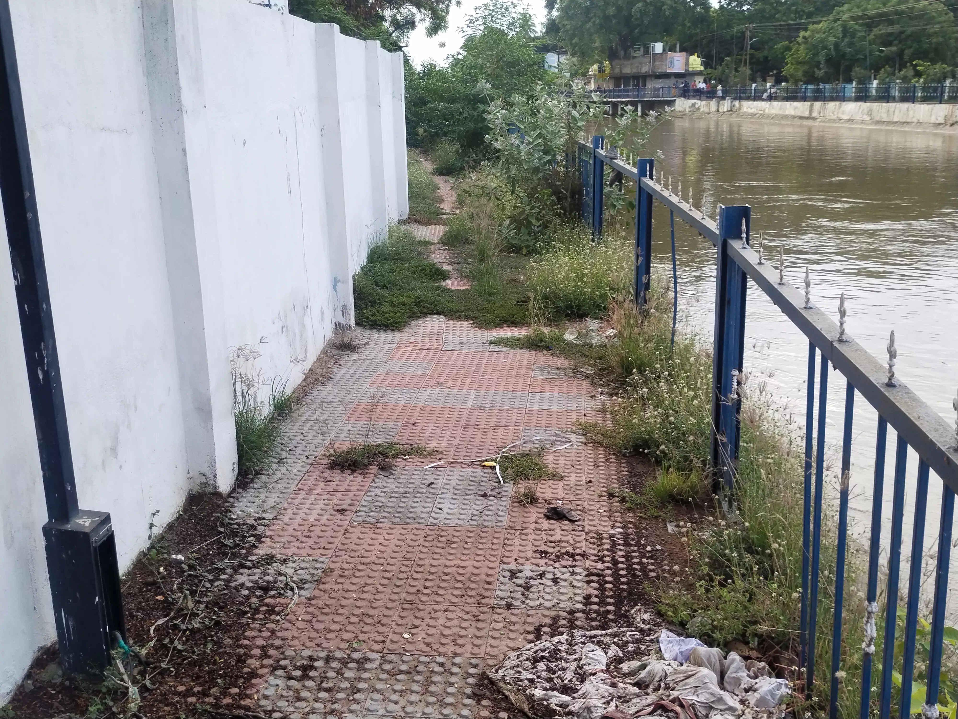 புதர்மண்டிகிடக்கும் நடைபாதை புதர்மண்டிகிடக்கும் நடைபாதை