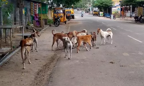 தெருநாய்கள் தொல்லை