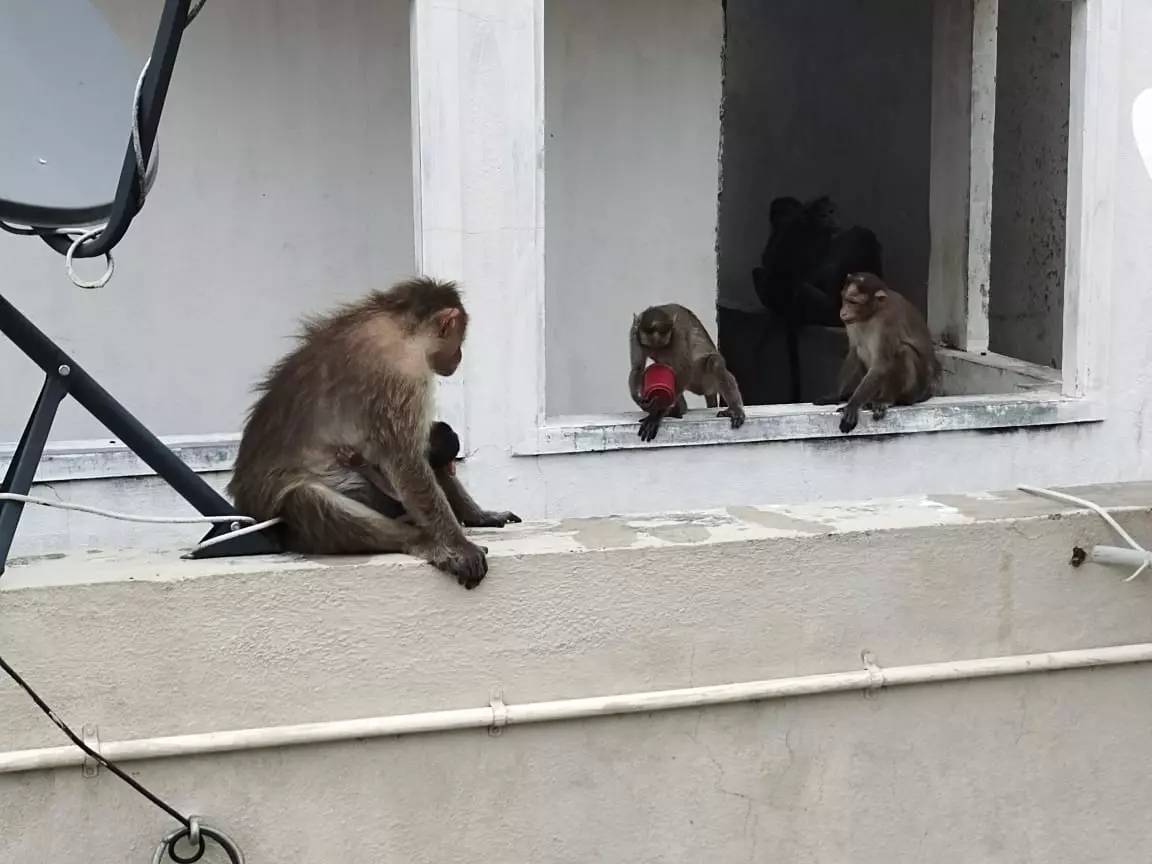 குரங்குகள் அட்டகாசம் குரங்குகள் அட்டகாசம்