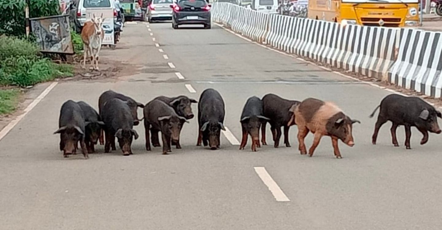 பன்றிகள் ெதால்ைல