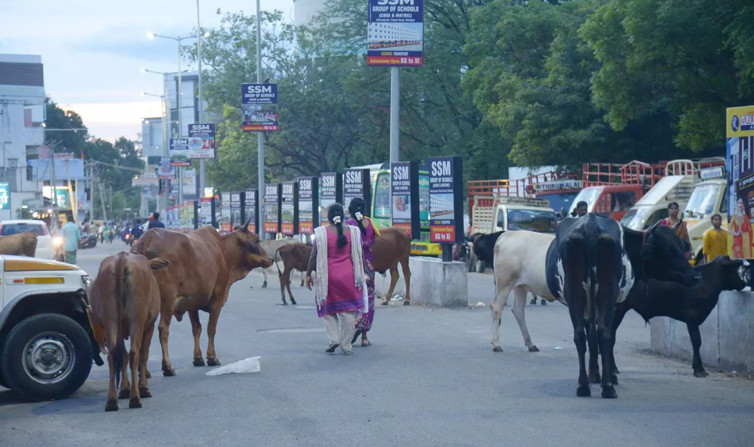 சாலையில் திரியும் மாடுகள் சாலையில் திரியும் மாடுகள்