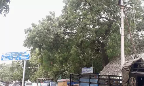 மரங்களை உரசிச் செல்லும் மின்கம்பிகள் மரங்களை உரசிச் செல்லும் மின்கம்பிகள்