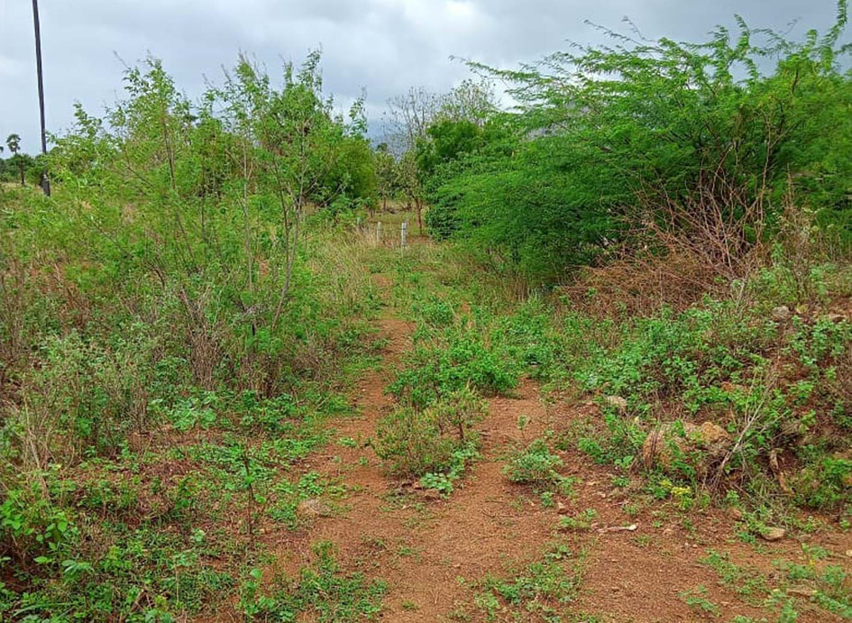 முள்செடிகள் நிறைந்த சுடுகாட்டு பாதை முள்செடிகள் நிறைந்த சுடுகாட்டு பாதை