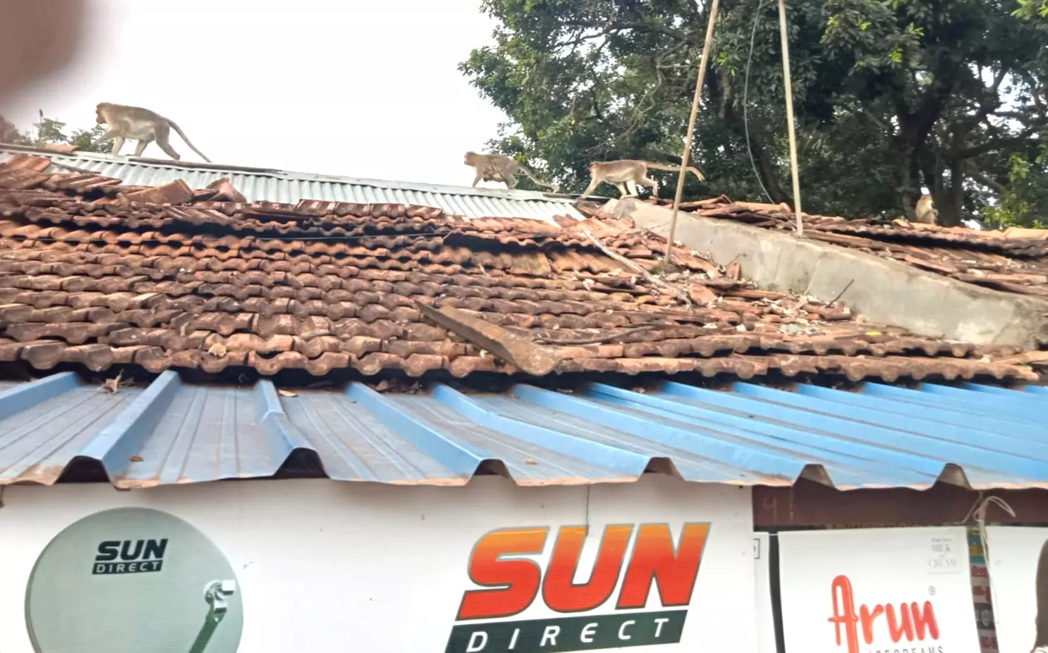 குரங்குகள் அட்டகாசம்