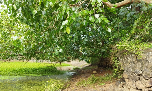 சுற்றுச்சுவர் கட்ட வேண்டும் சுற்றுச்சுவர் கட்ட வேண்டும்