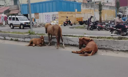 சாலைகளில் சுற்றித்திரியும் கால்நடைகள்