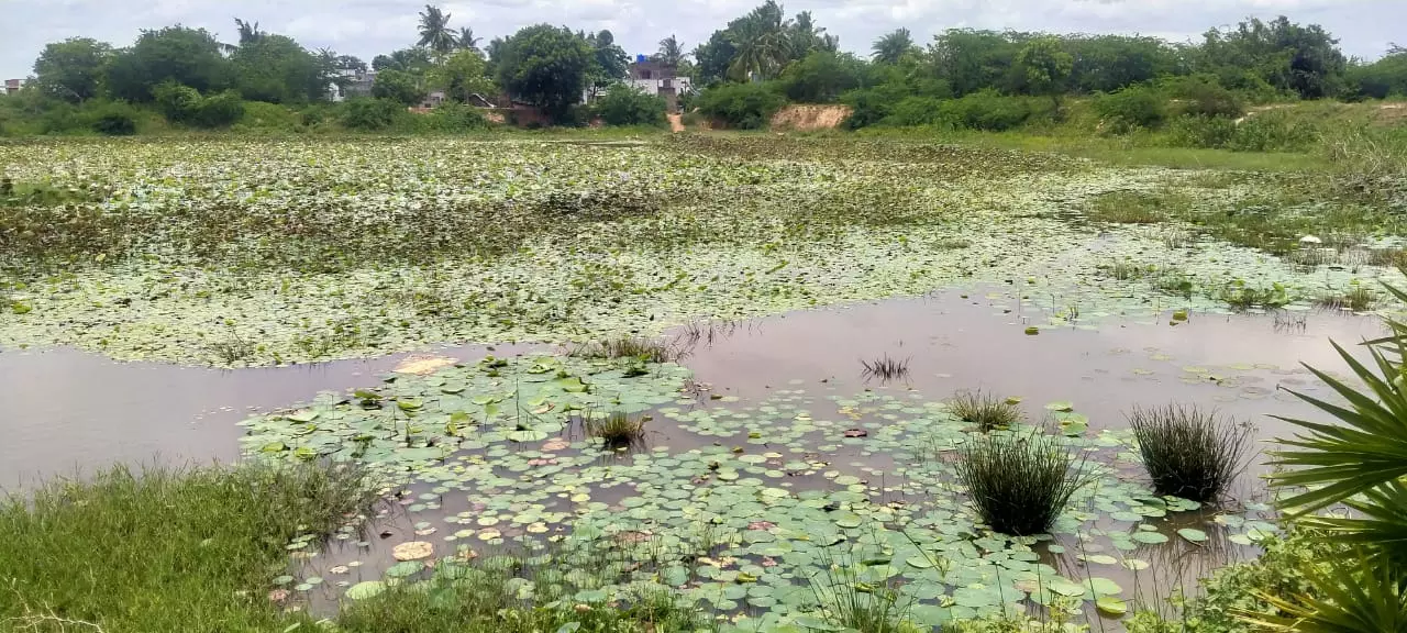 குளம் தூர்வாரப்படுமா?
