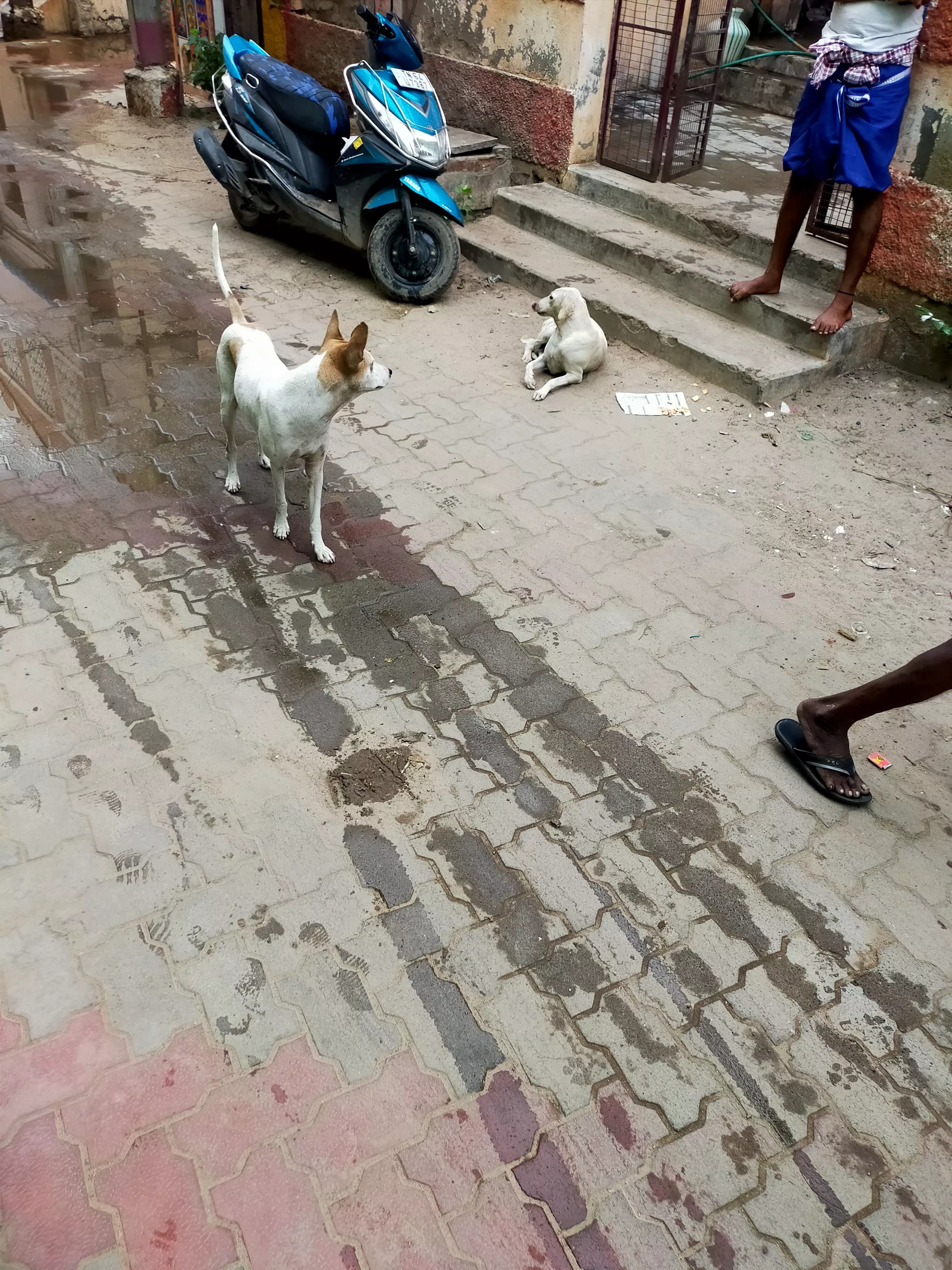 நாய்கள் தொல்லை