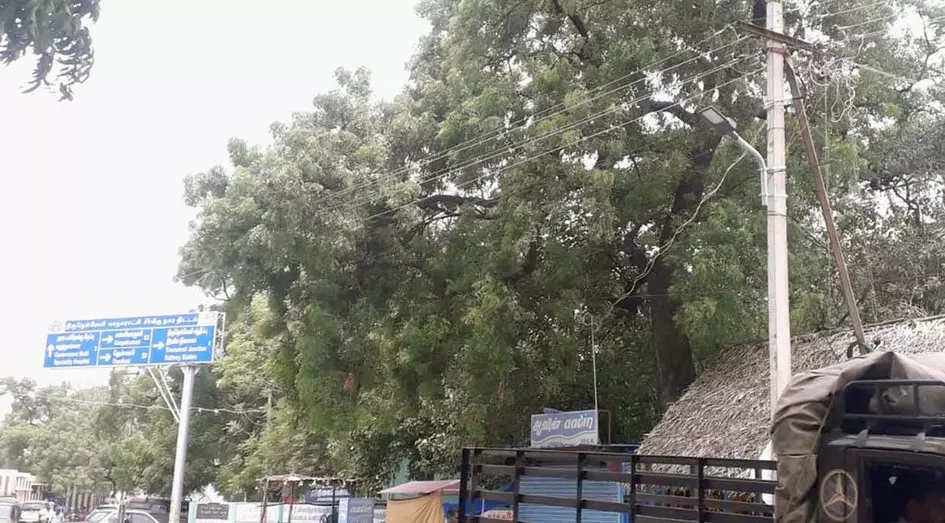 மரங்களை உரசிச் செல்லும் மின்கம்பிகள்