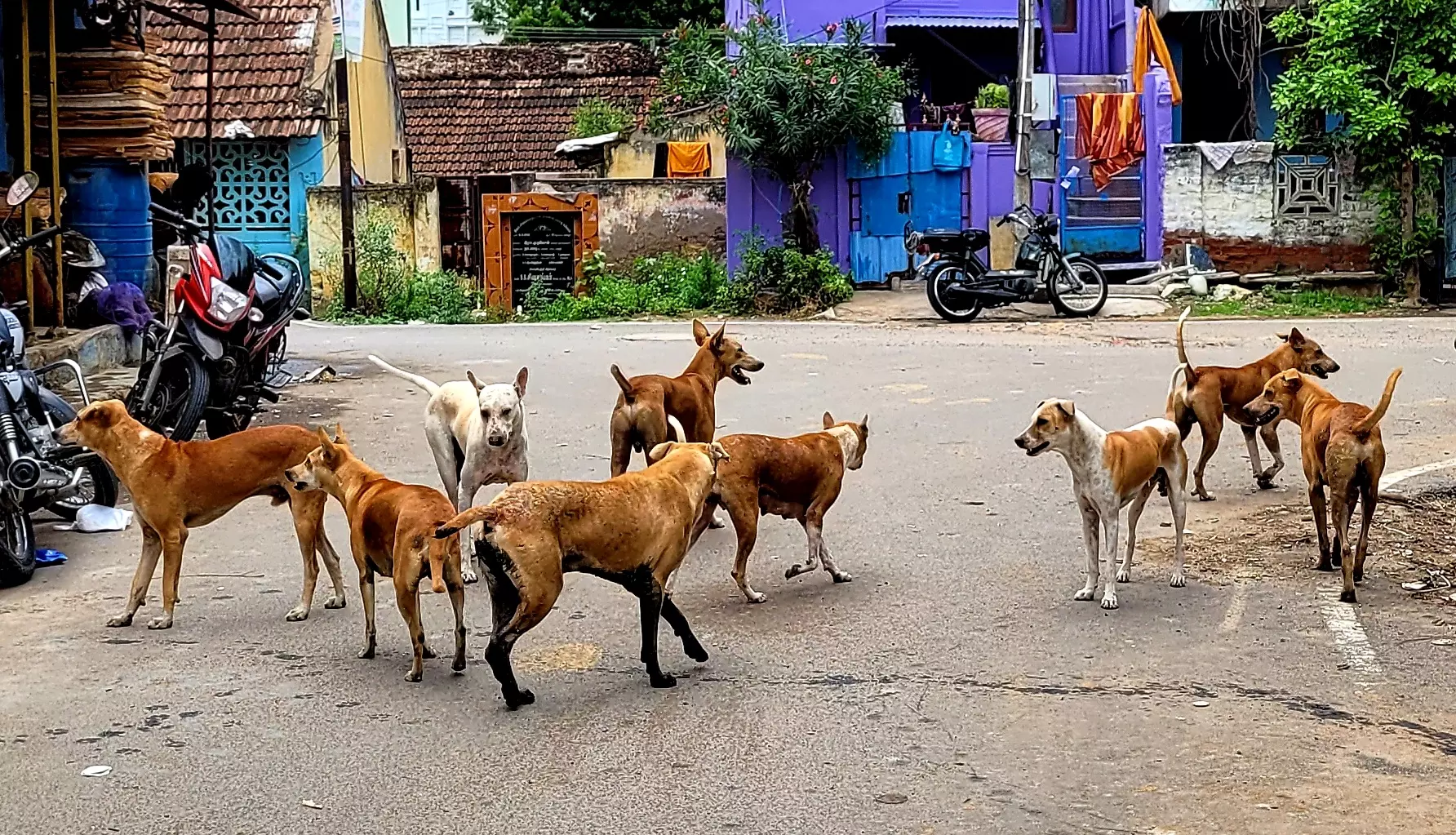 தெருநாய்களால் கீழே விழும் வாகன ஓட்டிகள்