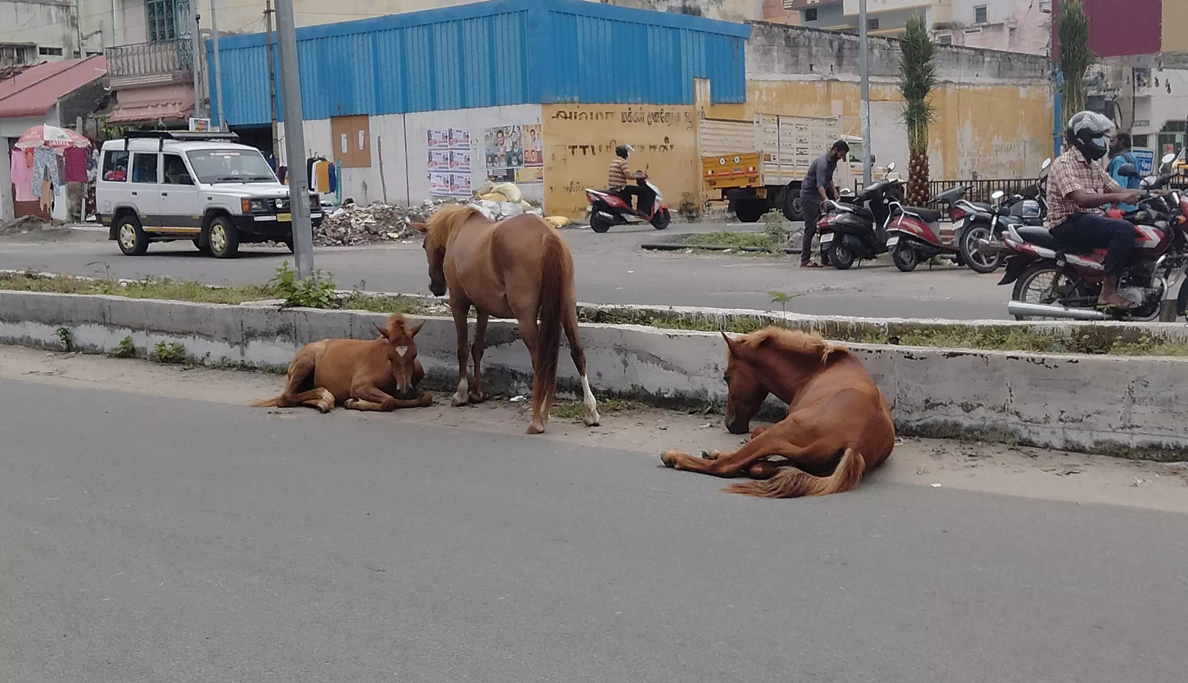 சாலைகளில் சுற்றித்திரியும் கால்நடைகள்