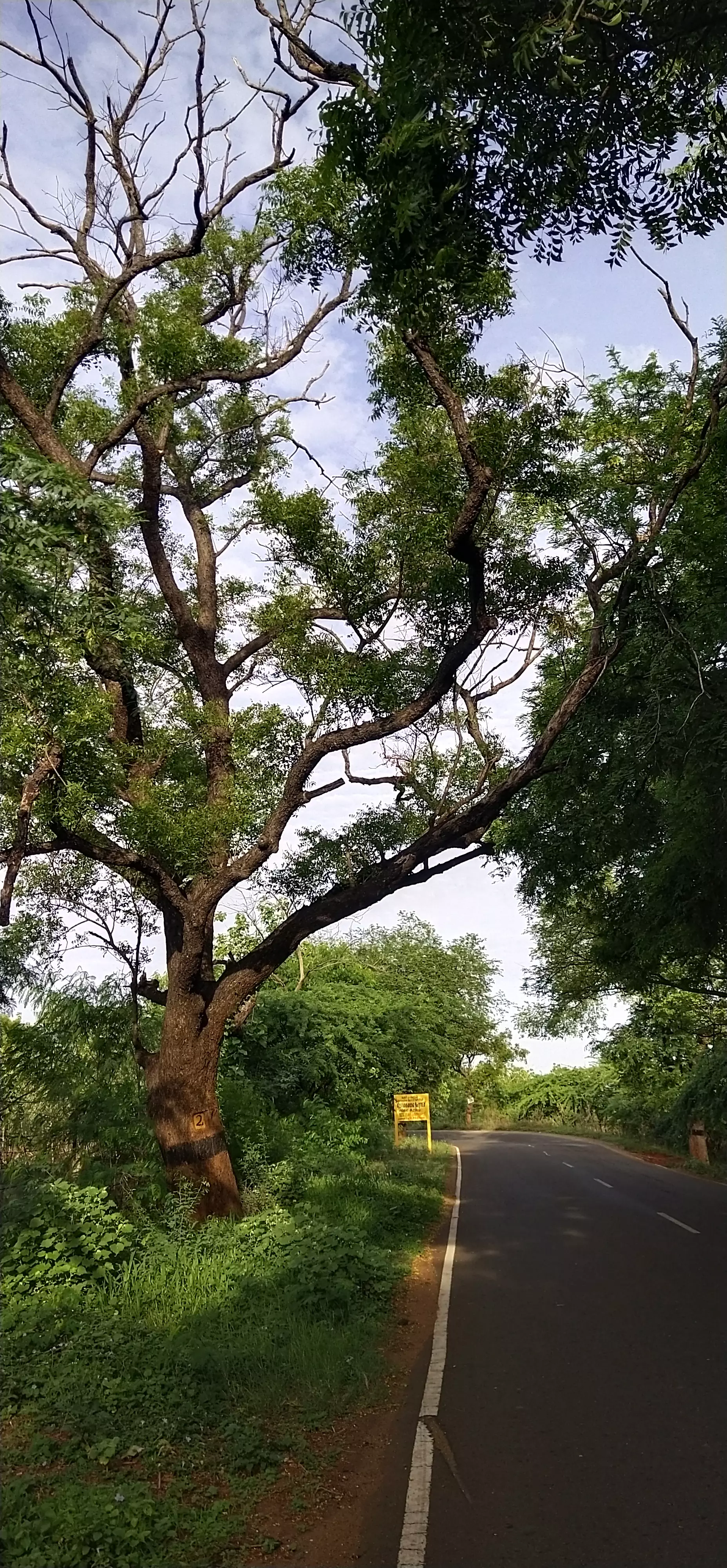 சாலையோரம் உள்ள பட்டுப்போன மரங்கள்