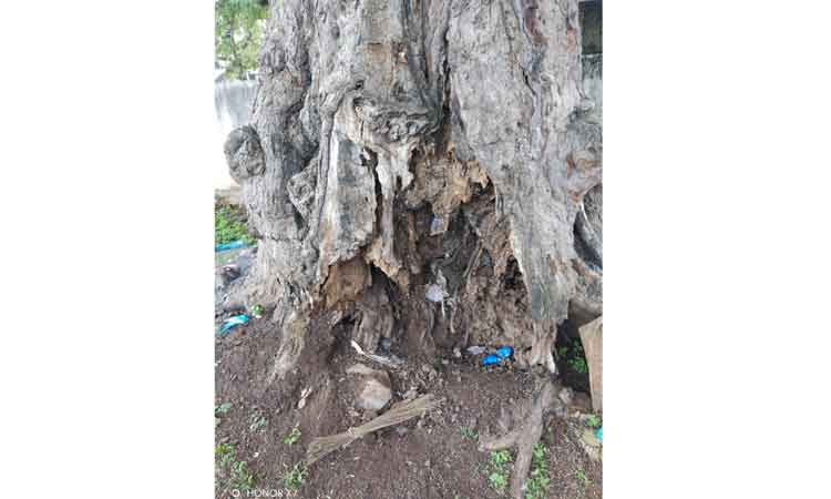 ஆபத்தான நிலையில் உள்ள மரம் அகற்றப்படுமா?