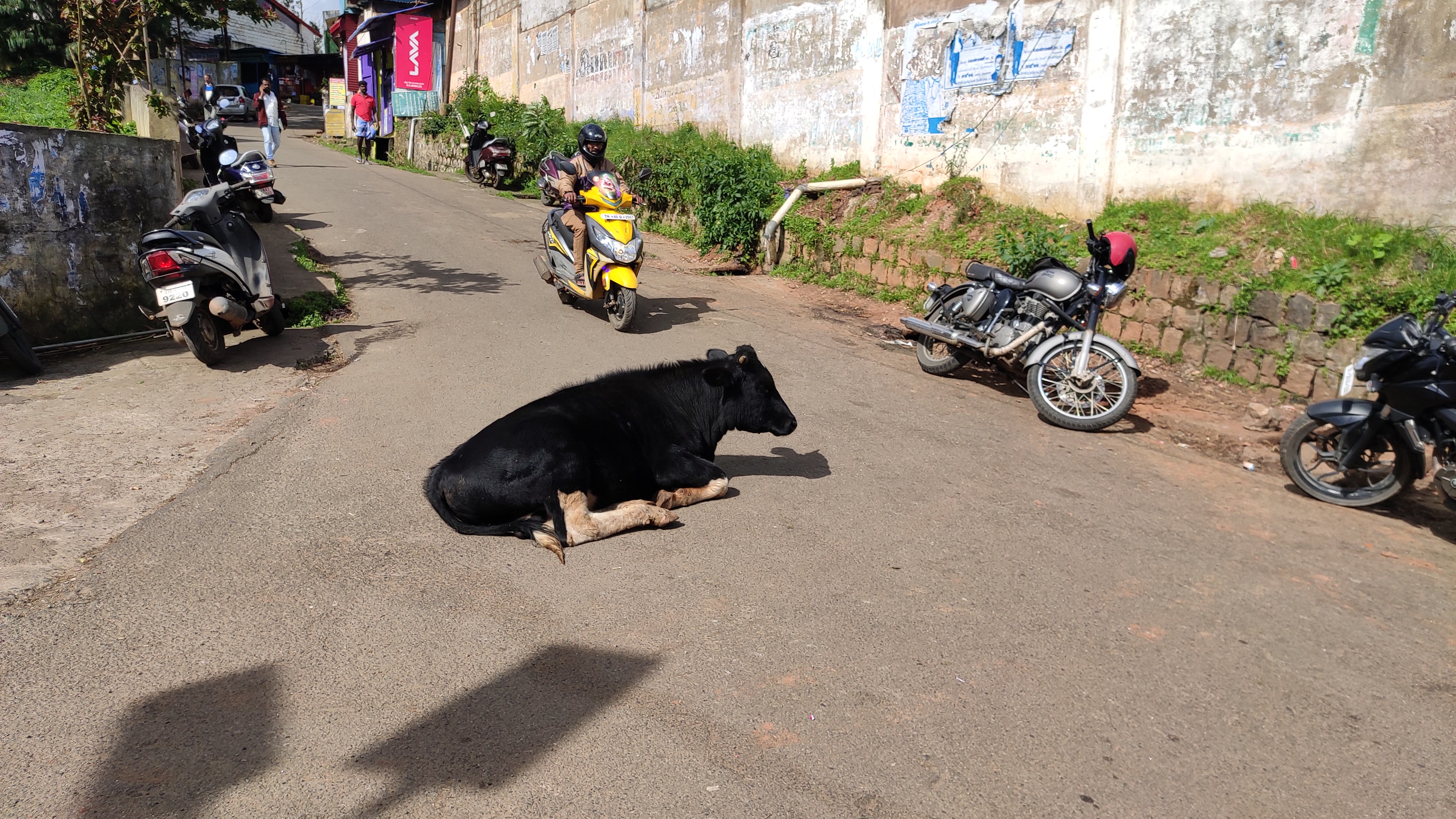 சாலையில் ஓய்வெடுக்கும் கால்நடைகள்