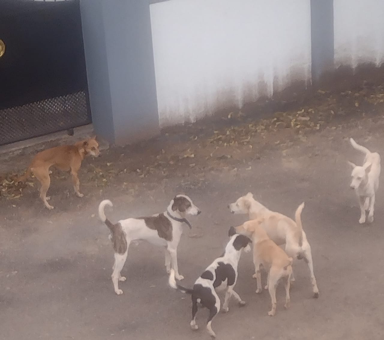 நடவடிக்கை தேவை