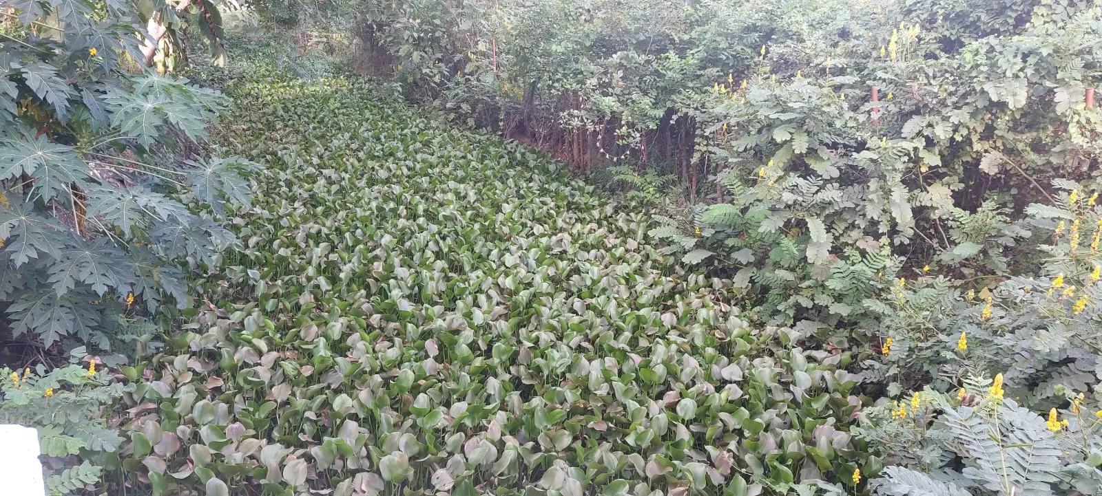 வாய்க்கால் தூர்வாரப்படுமா?