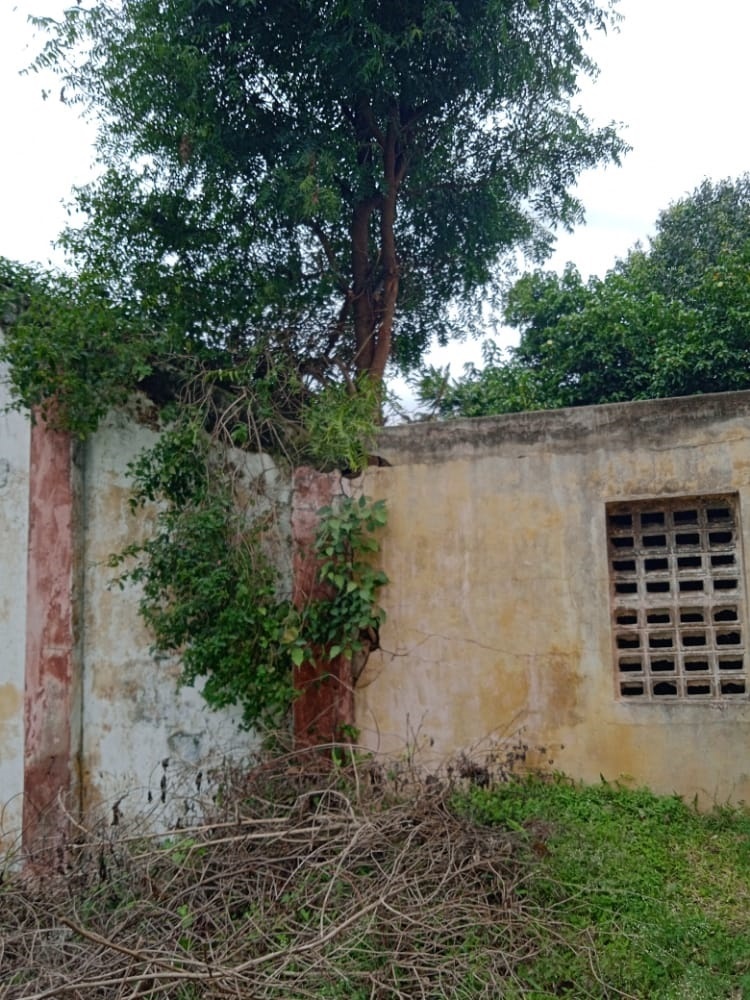 முட்புதர்களை அகற்ற வேண்டும்