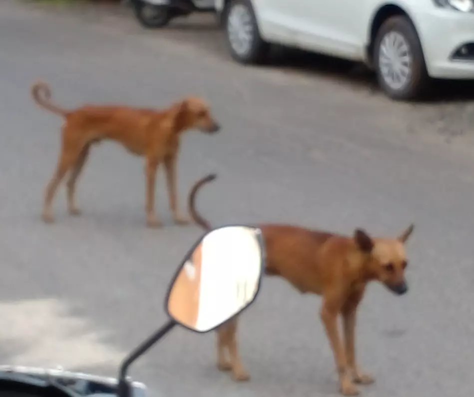 நாய்கள் தொல்லை நாய்கள் தொல்லை