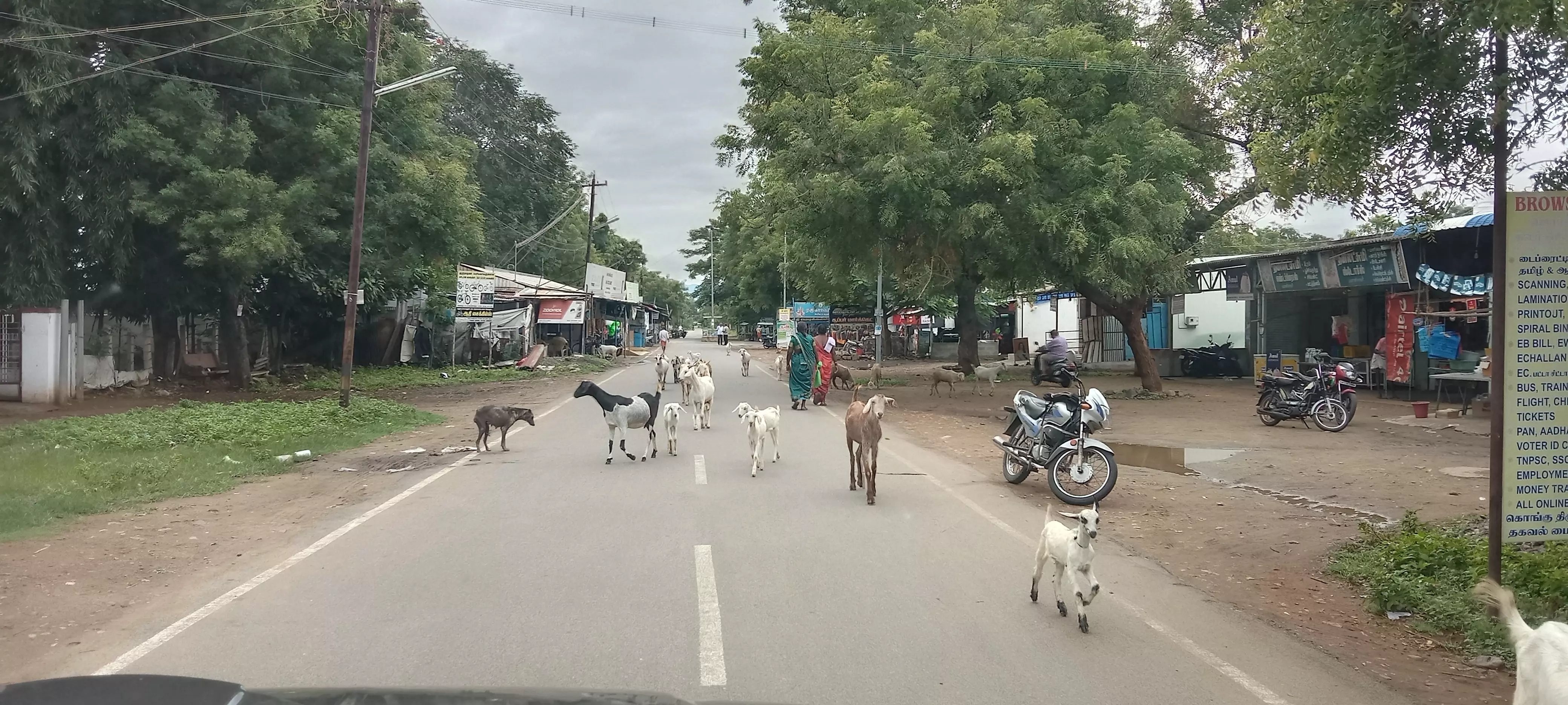 ஆடுகளால் போக்குவரத்துக்கு இடையூறு ஆடுகளால் போக்குவரத்துக்கு இடையூறு