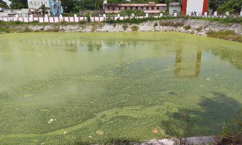 பாசி படர்ந்து நாற்றம்வீசும் கோவில் குளம்