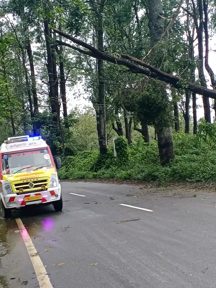 ஆபத்தான மரம்