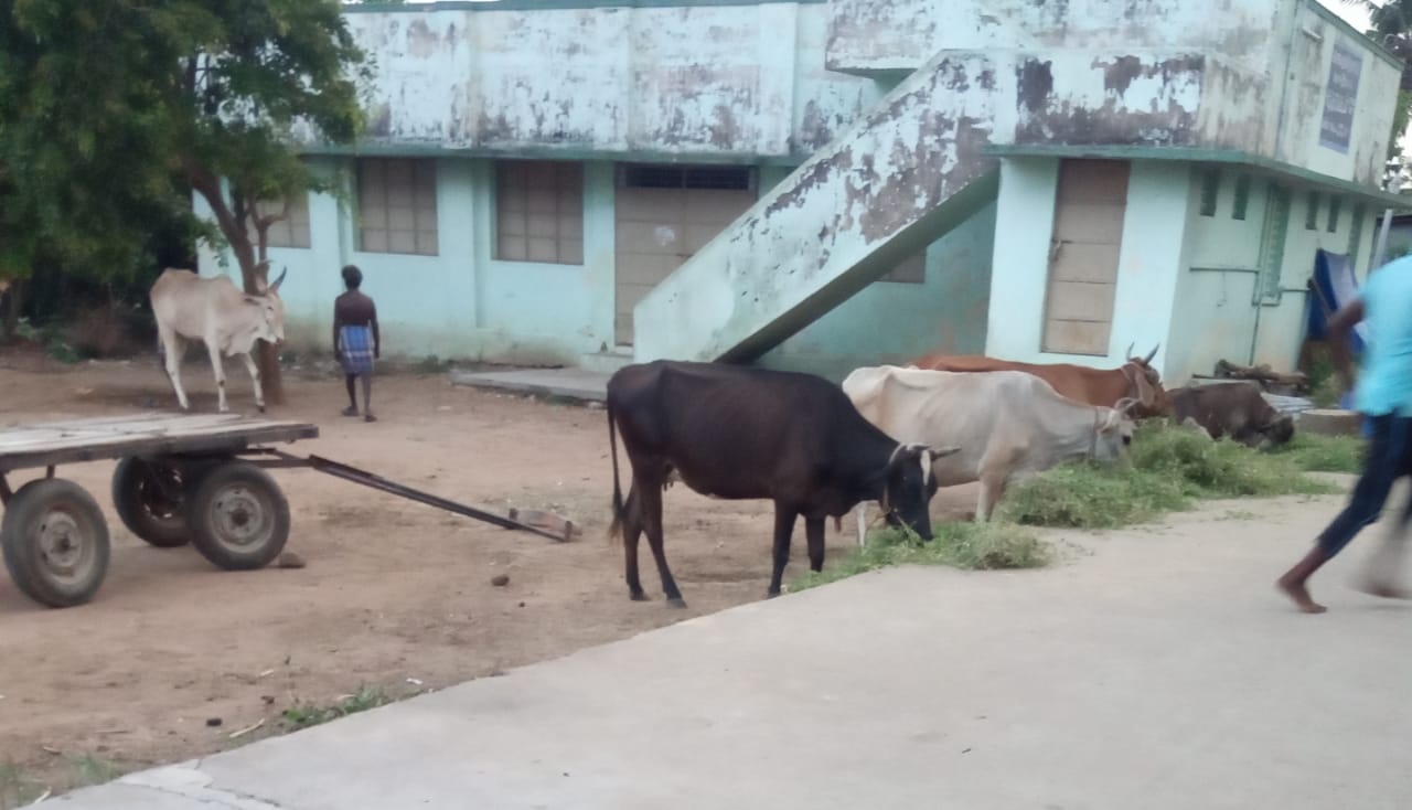 மாணவர்களை அச்சுறுத்தும் மாடுகள்