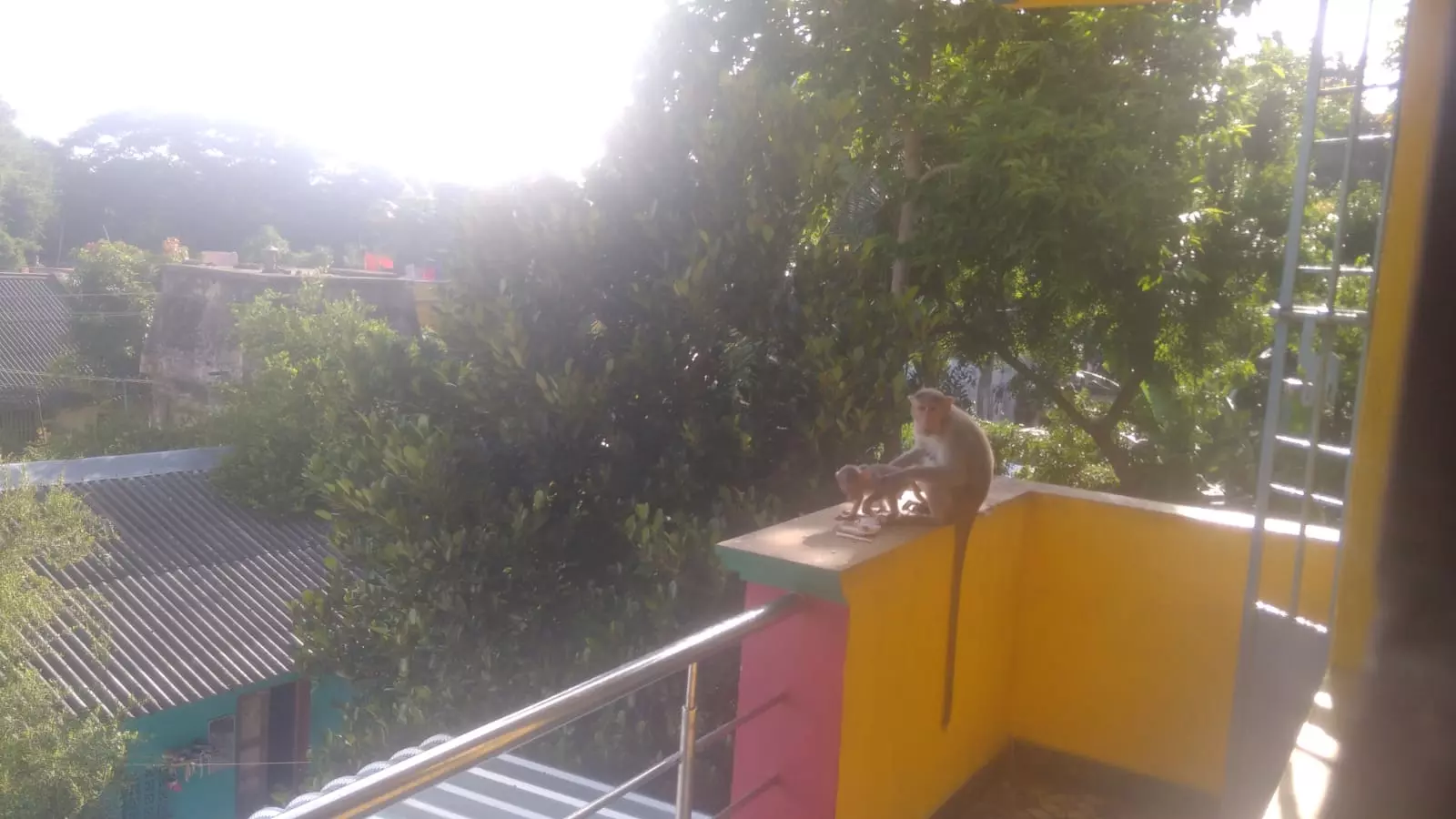 அச்சுறுத்தும் குரங்குகள்