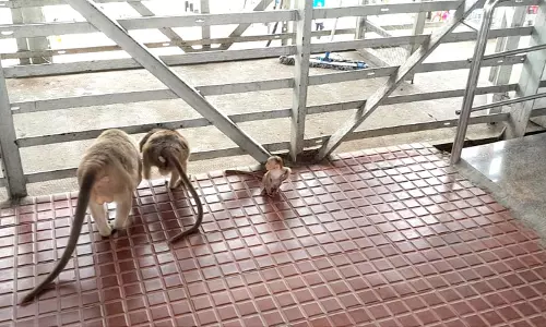 குரங்குகள் ெதால்லை குரங்குகள் ெதால்லை