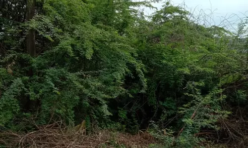 கருவேல மரங்கள் அகற்றப்படுமா?