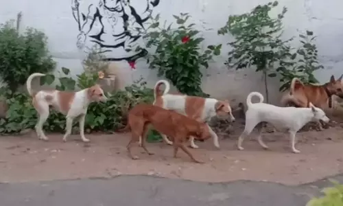 நாய்கள் தொல்லை நாய்கள் தொல்லை