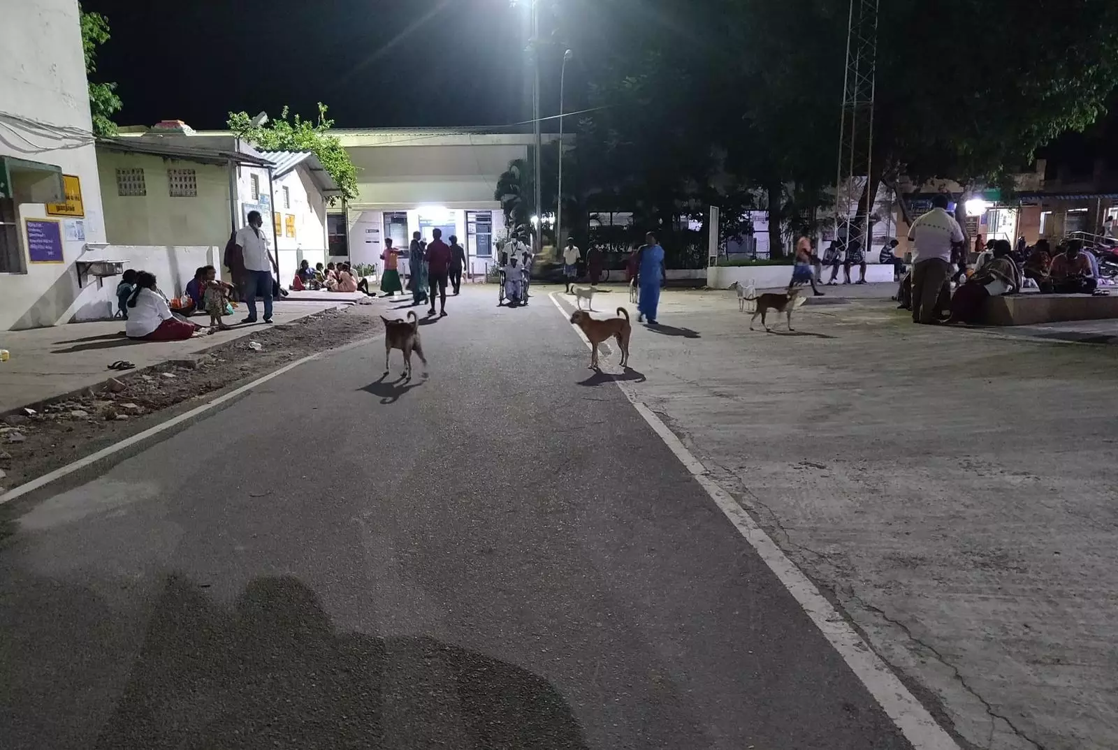 தெரு நாய்களும் மருத்துவமனையும்